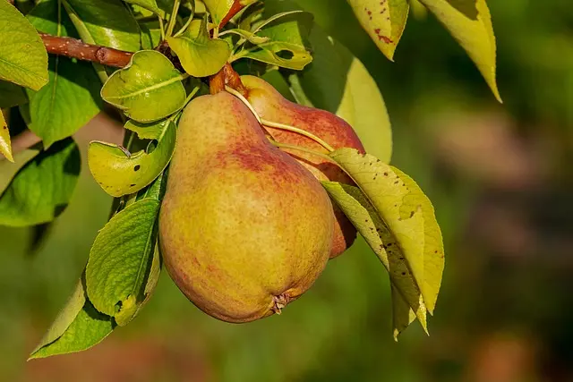 Comment éviter les pièges lors de l'achat de pièces agricoles