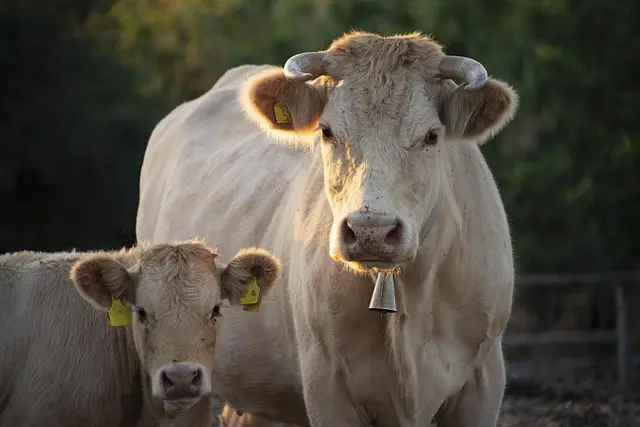 Comment choisir les pièces agricoles selon votre budget