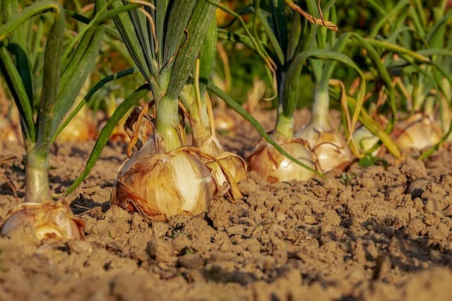 Comment reconnaître les pièces agricoles adaptées à votre matériel