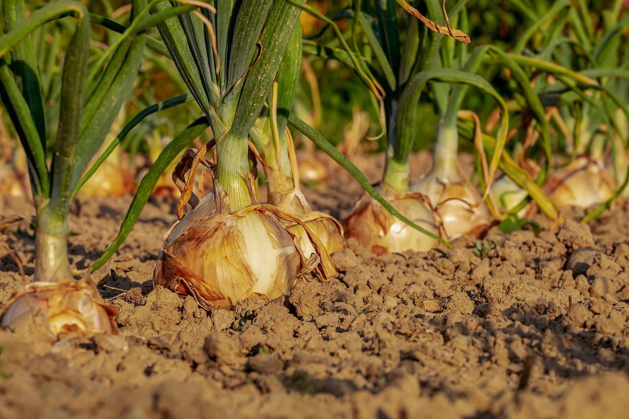 Guide pour choisir les pièces agricoles dans votre secteur